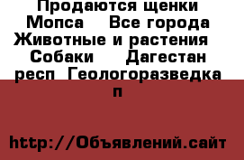 Продаются щенки Мопса. - Все города Животные и растения » Собаки   . Дагестан респ.,Геологоразведка п.